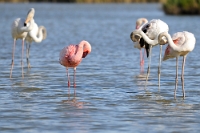 15469 Phoenicopterus minor (Fenicottero minore)